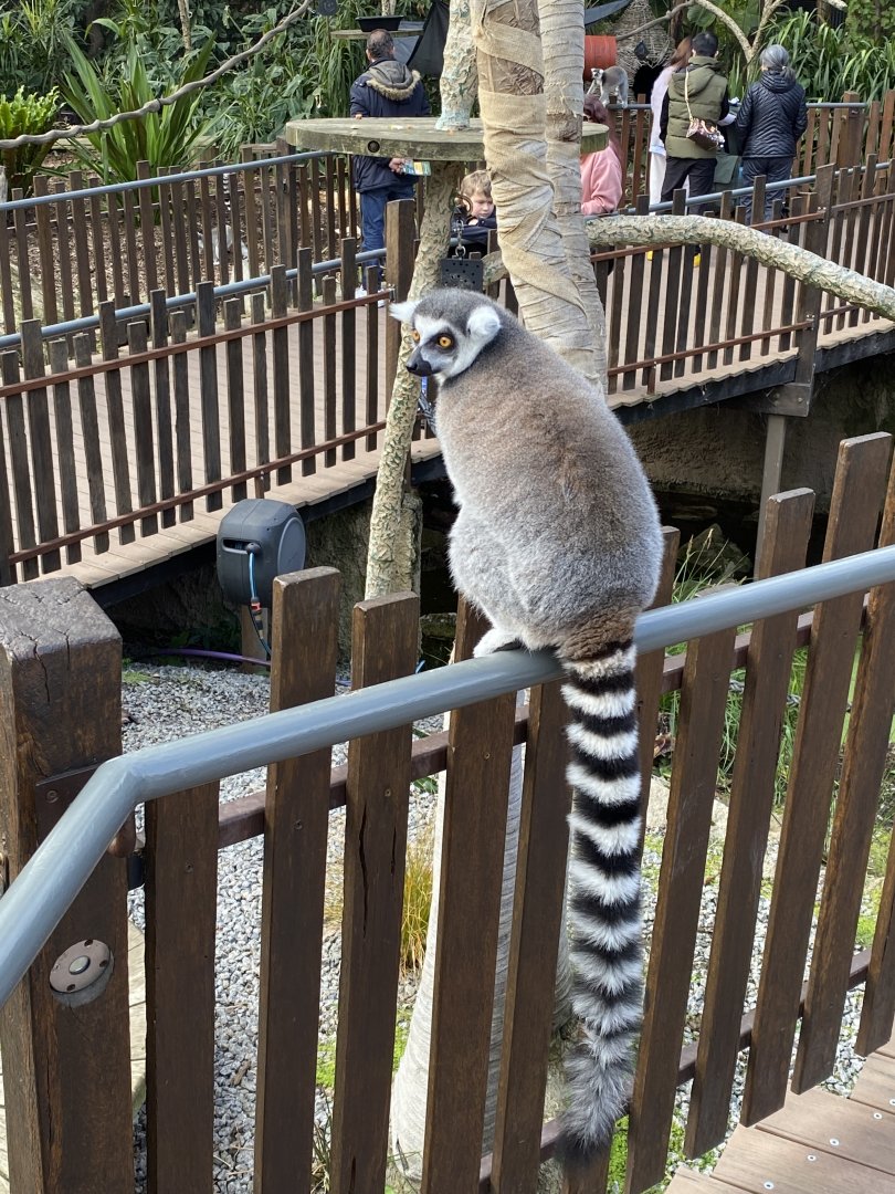 Ring Tailed Lemur
