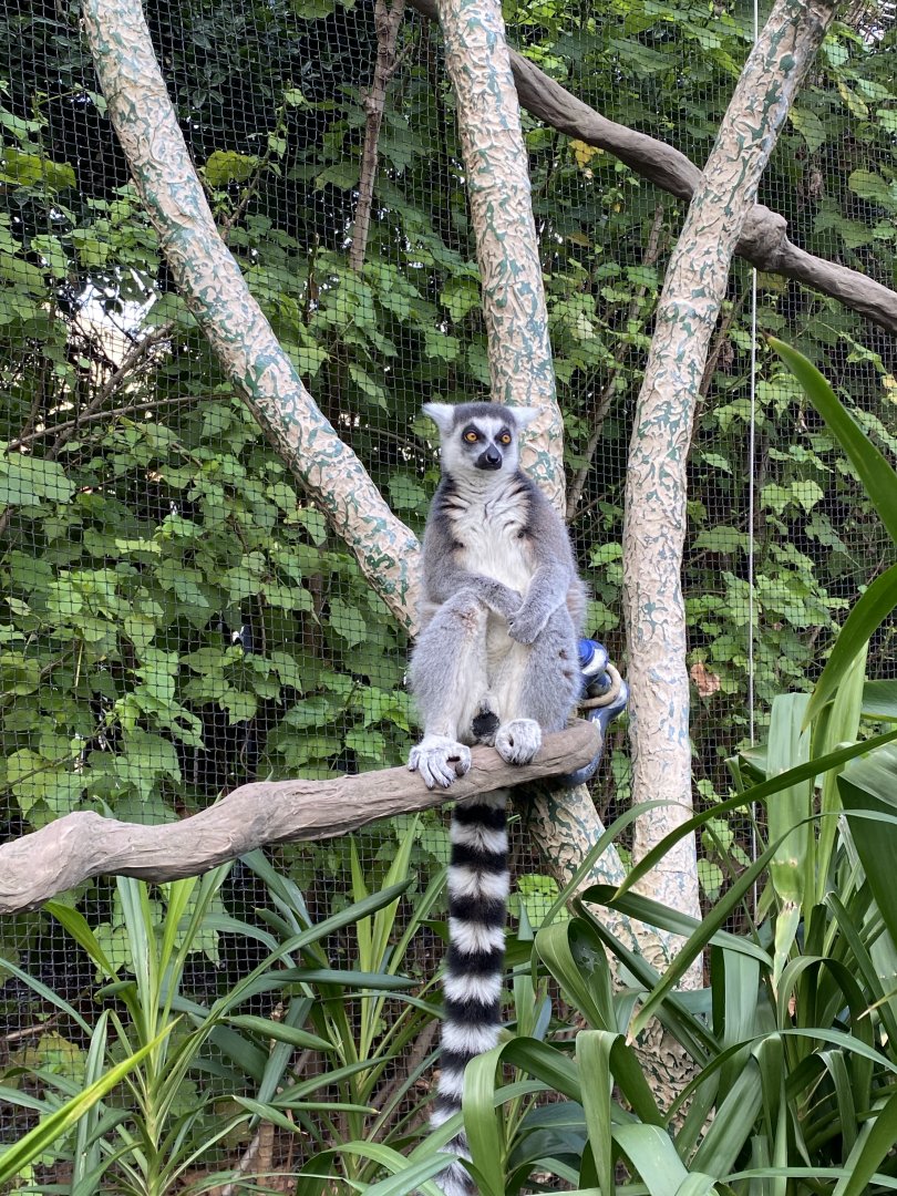 Ring Tailed Lemur