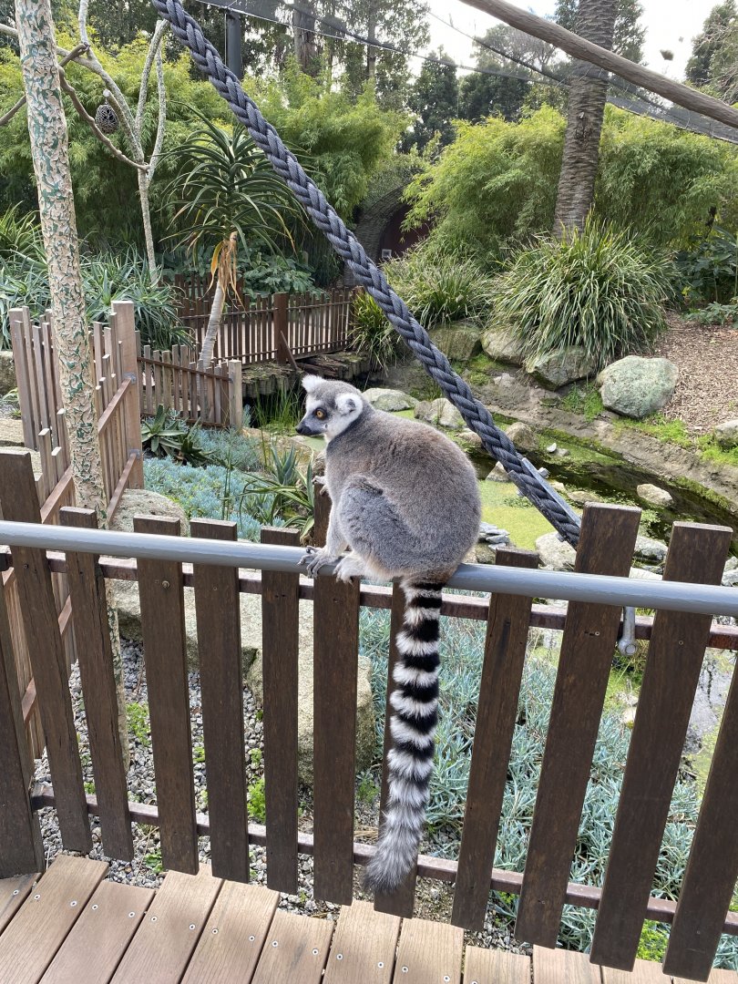 Ring Tailed Lemur