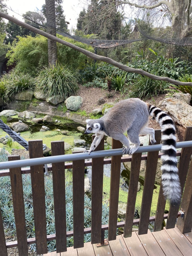Ring Tailed Lemur