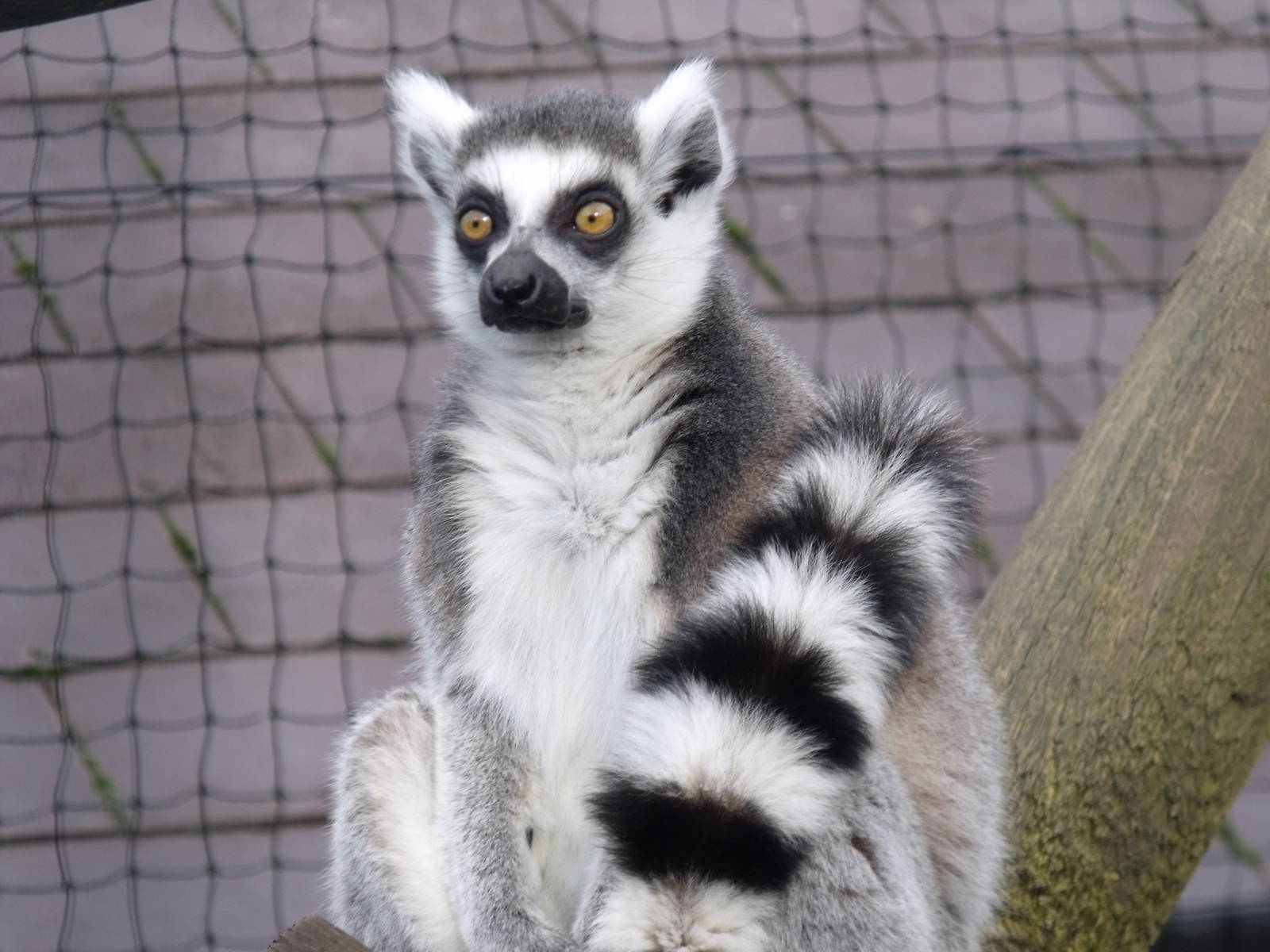 Ring-tailed Lemur