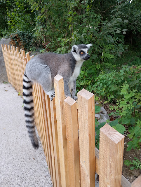Ring-tailed lemur
