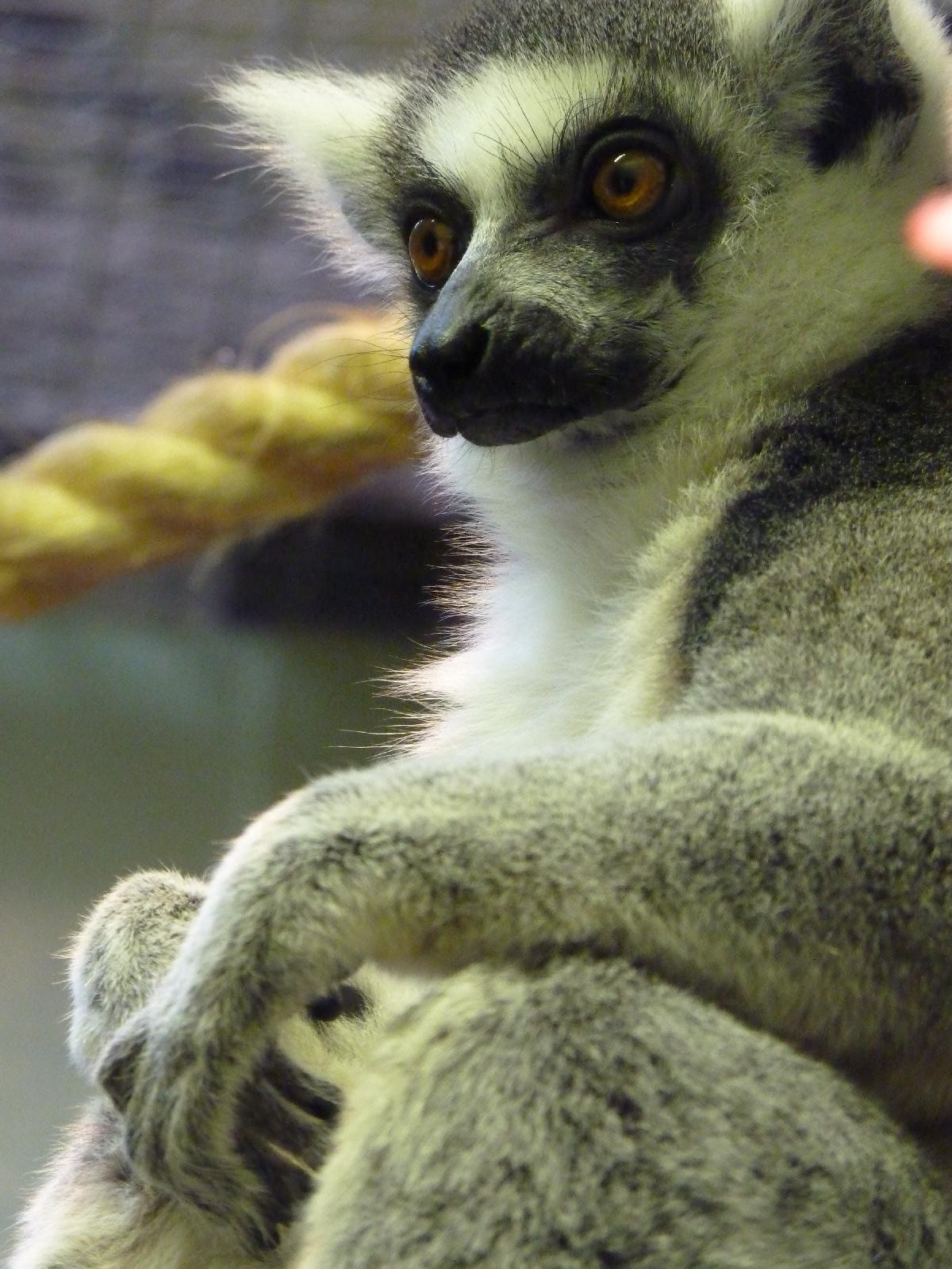 Ring-Tailed Lemur