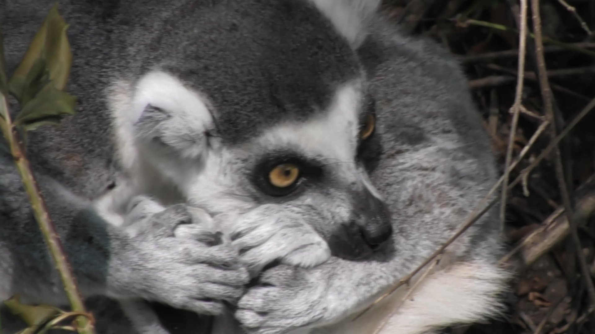 Ring tailed lemur