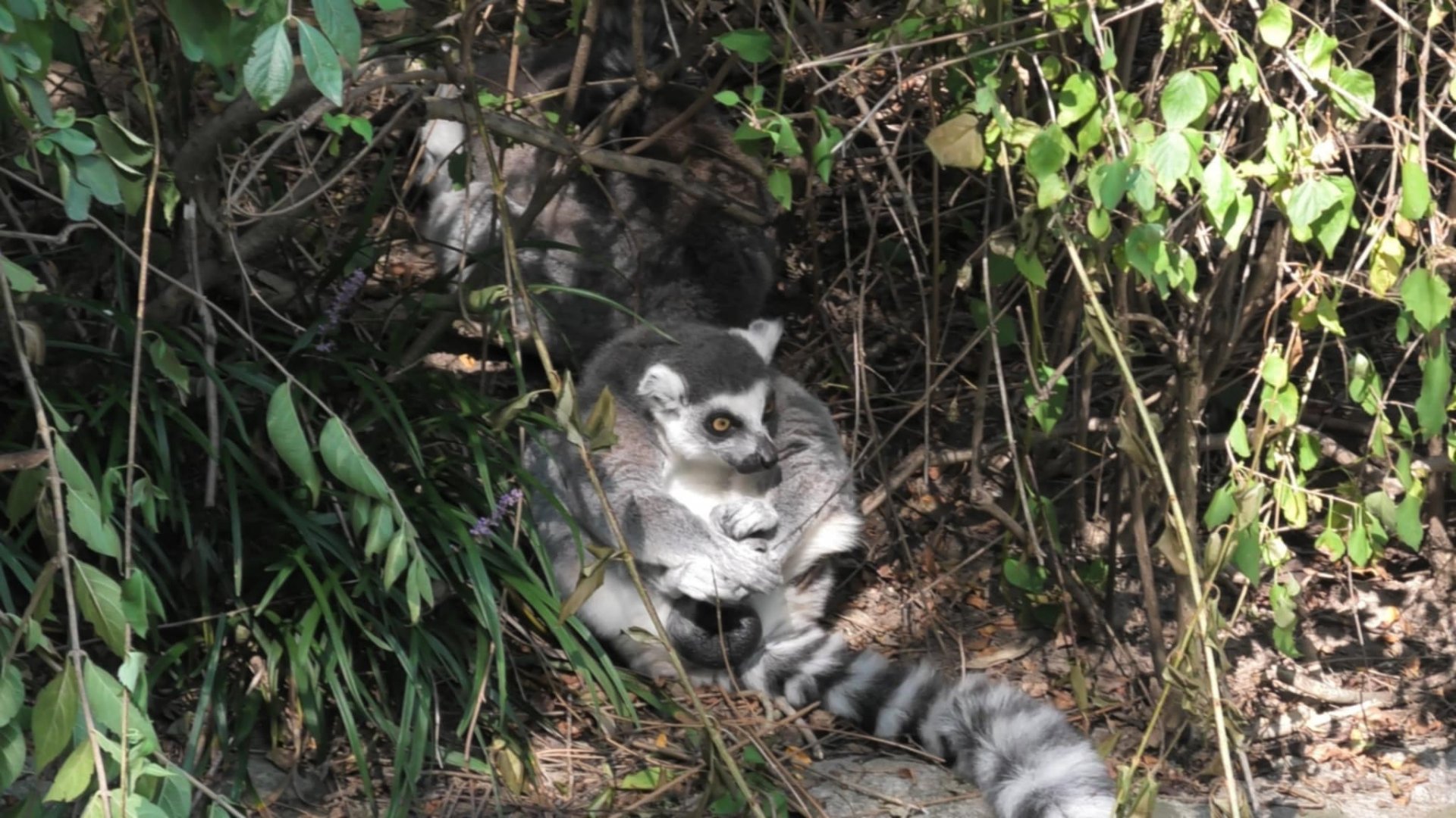 Ring tailed lemur
