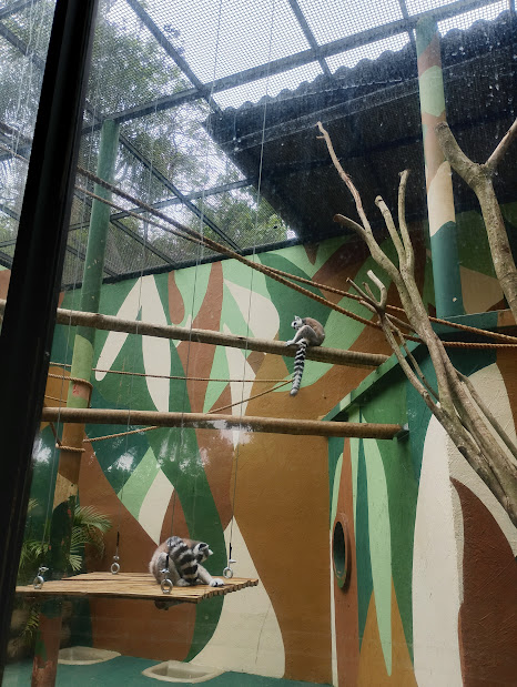 Ring-Tailed lemur