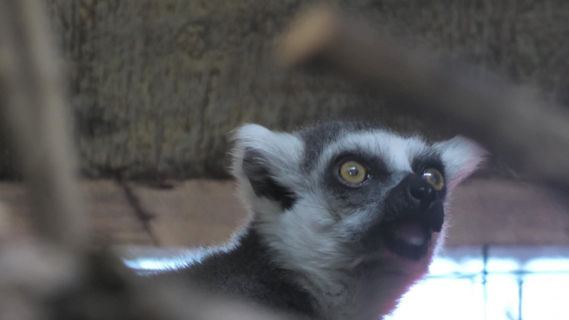 Ring tailed lemur