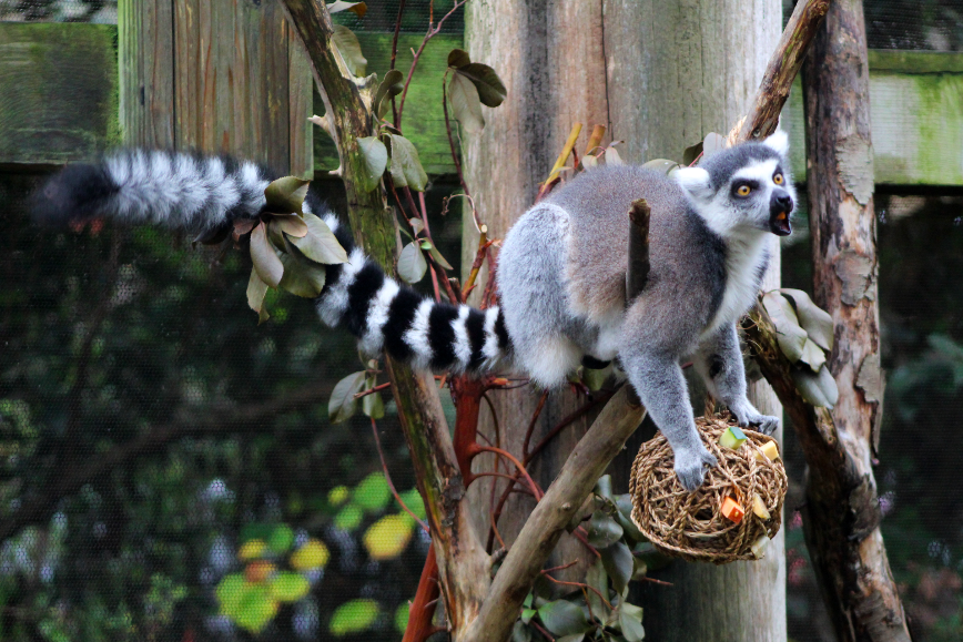Ring-tailed Lemur