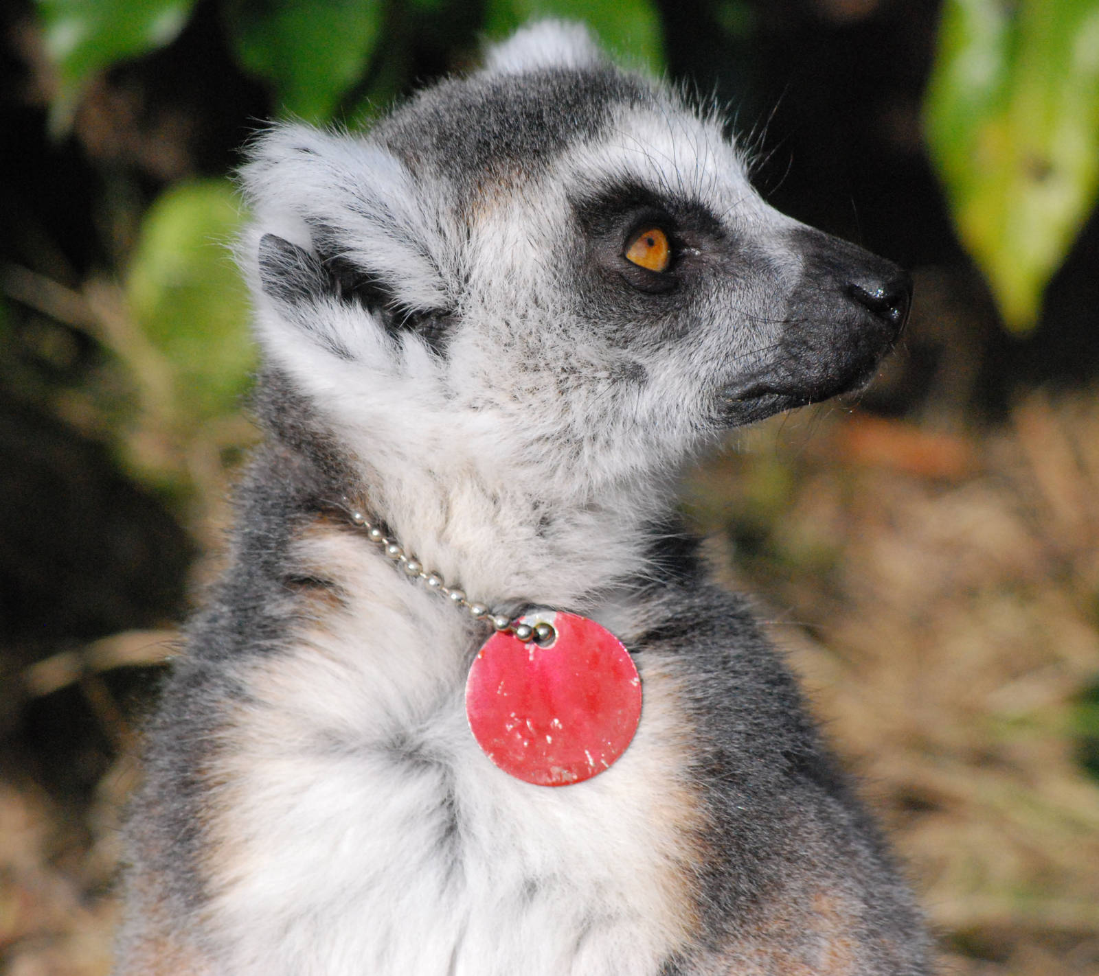 Ring Tailed Lemur