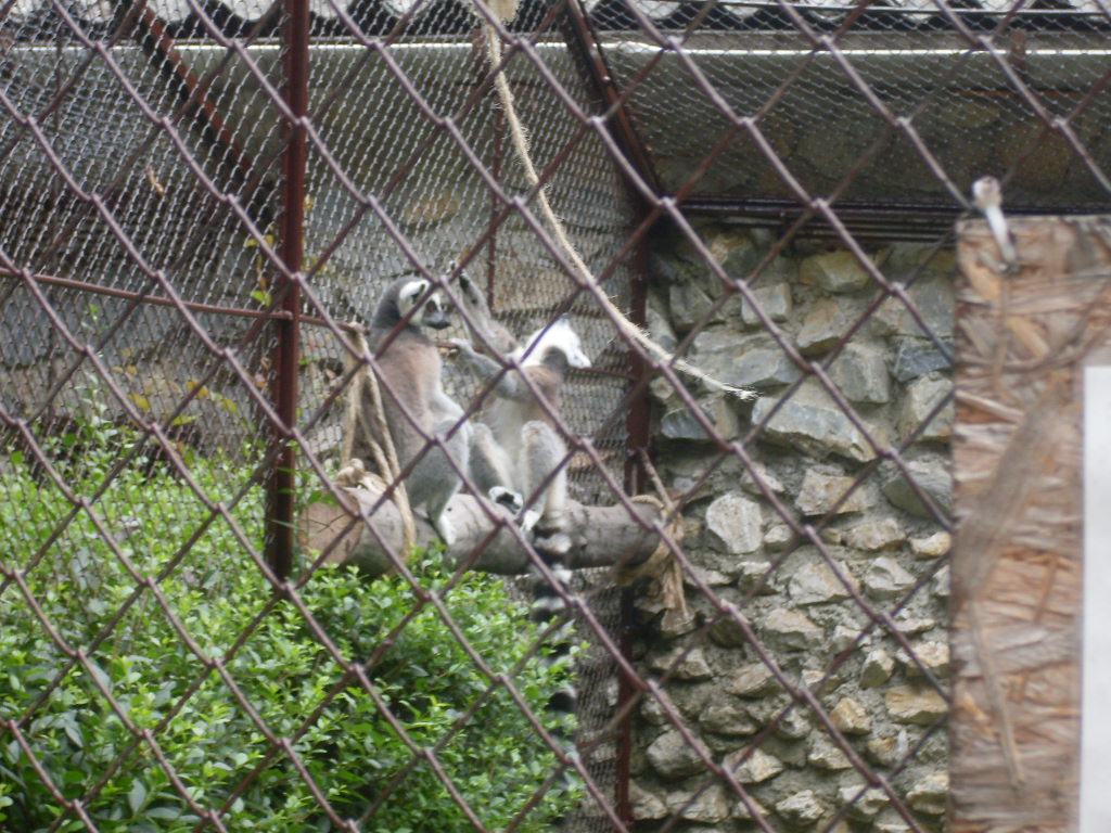 Ring-tailed lemur