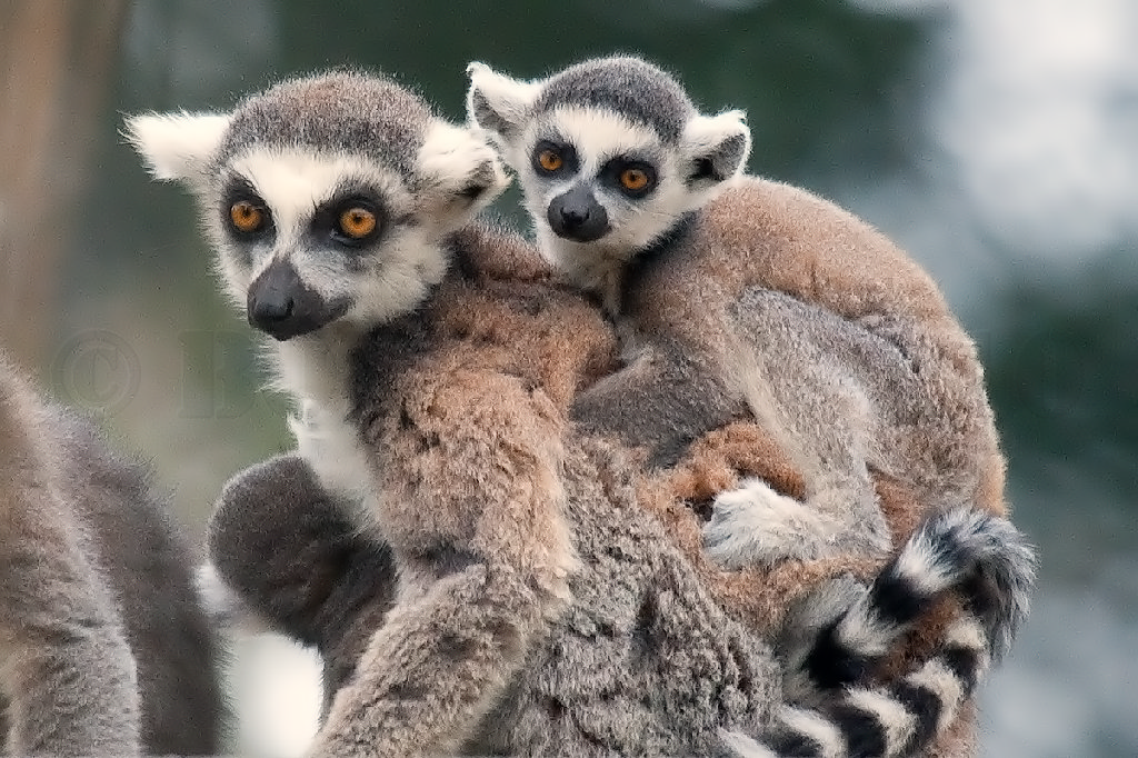 Ring Tailed Lemur