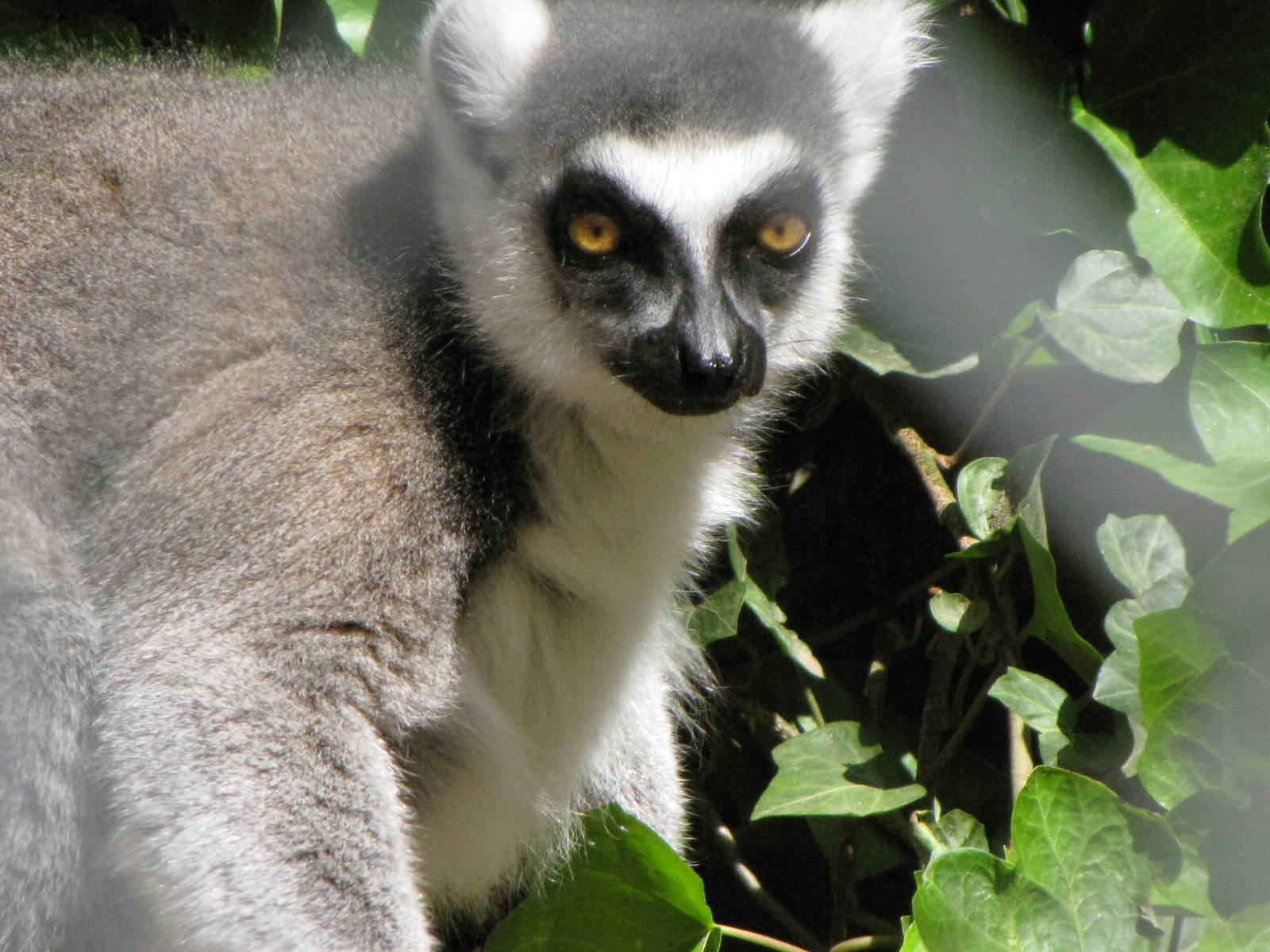 Ring-tailed Lemur