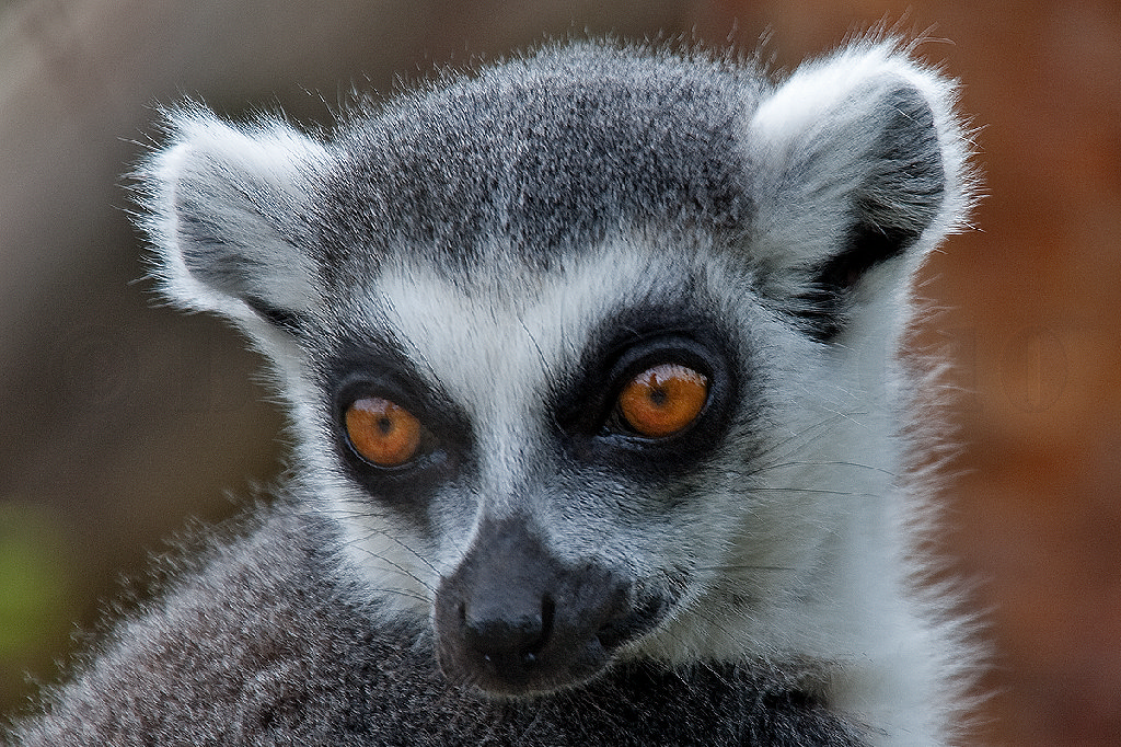 Ring Tailed Lemur