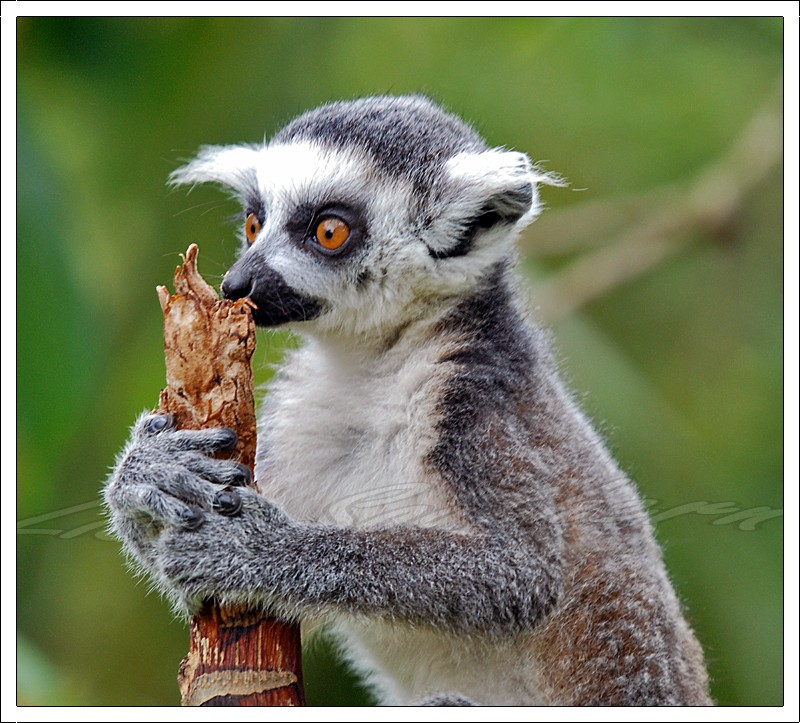 Ring Tailed Lemur