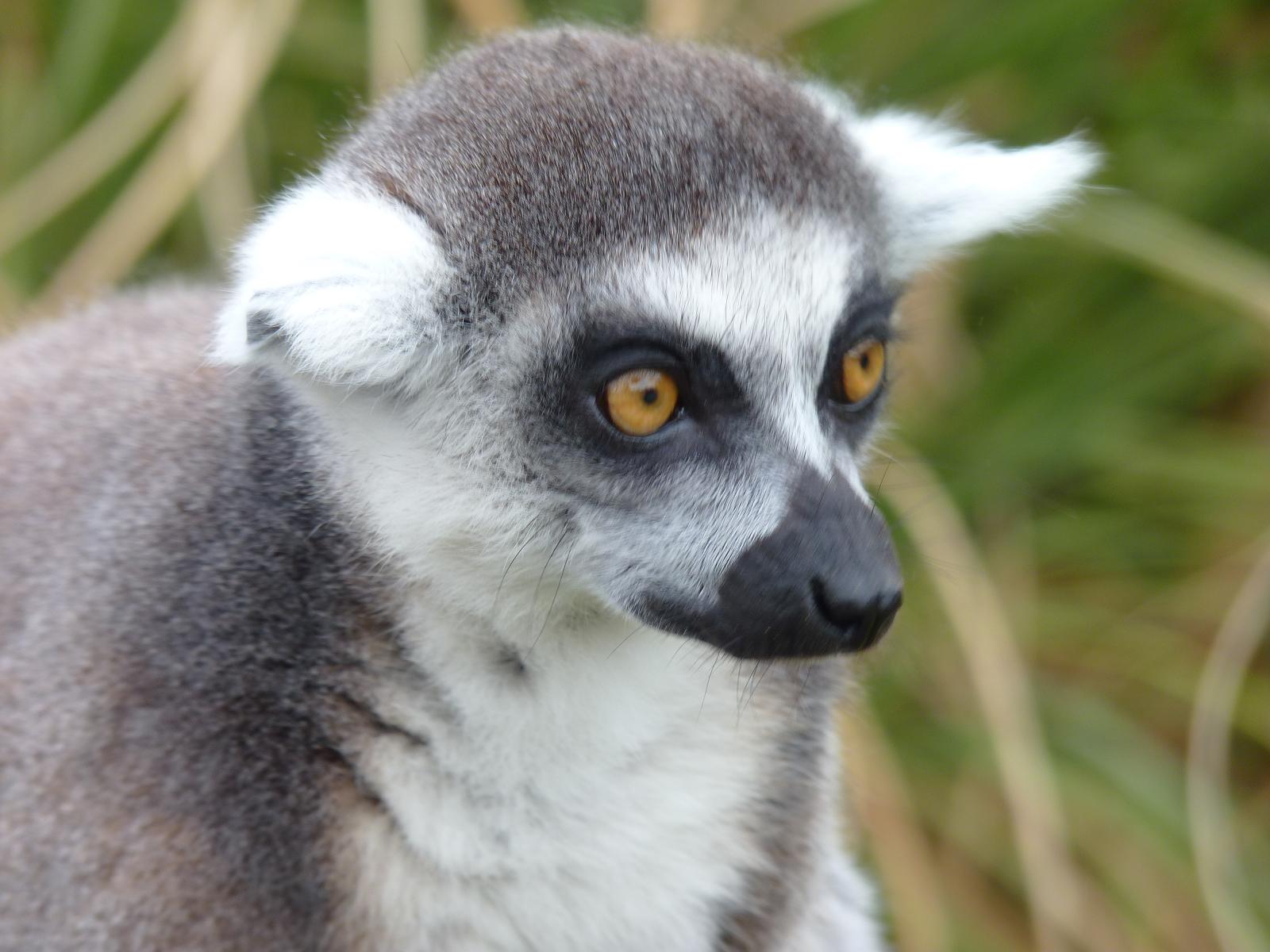 Ring-Tailed Lemur
