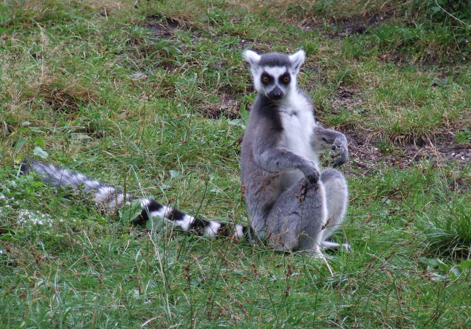 Ring-tailed Lemur