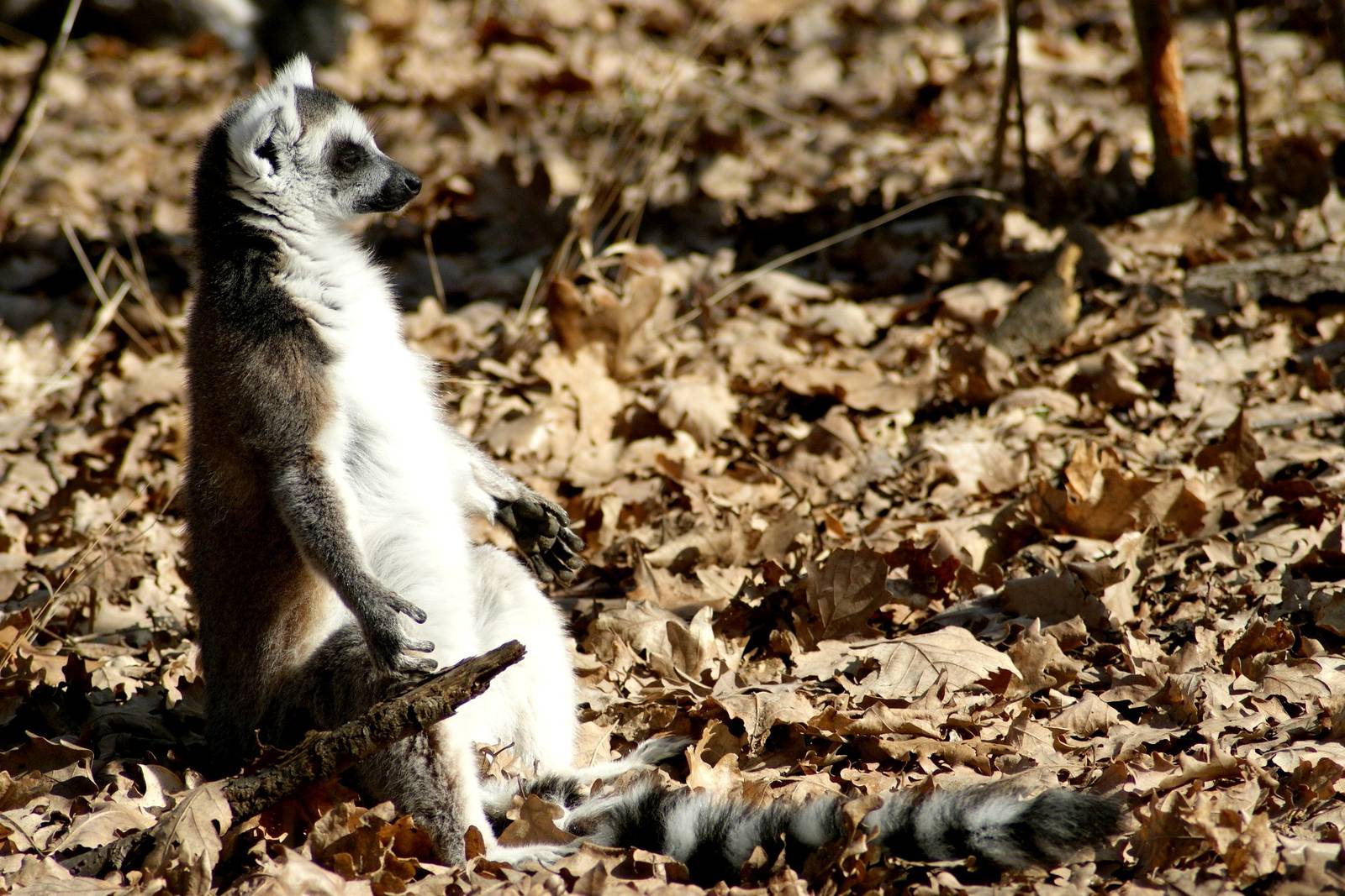 Ring-tailed Lemur