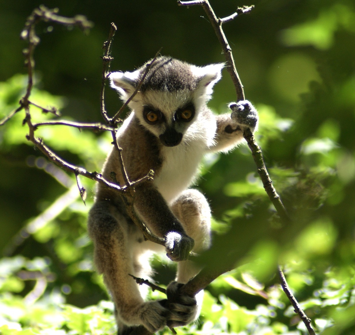 Ring-tailed Lemur