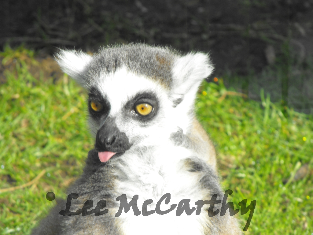 Ring Tailed Lemur