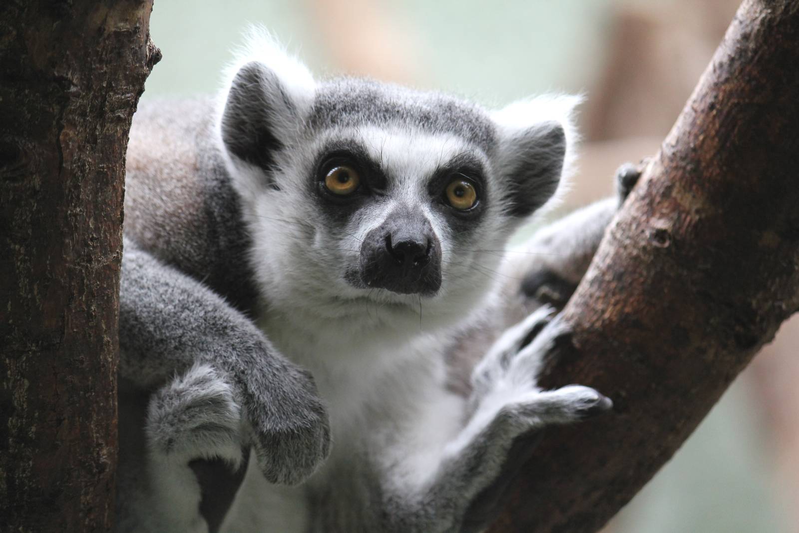 Ring-tailed Lemur