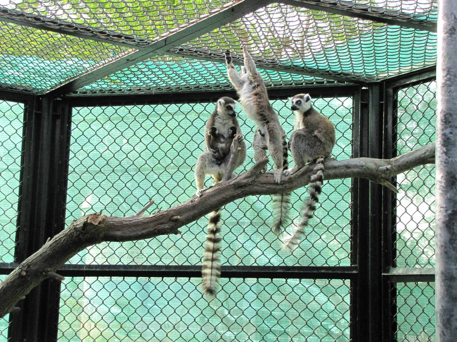 ring-tailed lemur