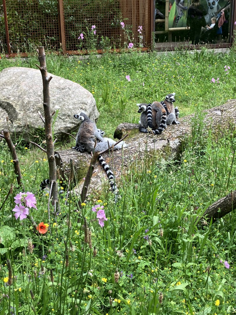 Ring-tailed lemurs 01/07/2024