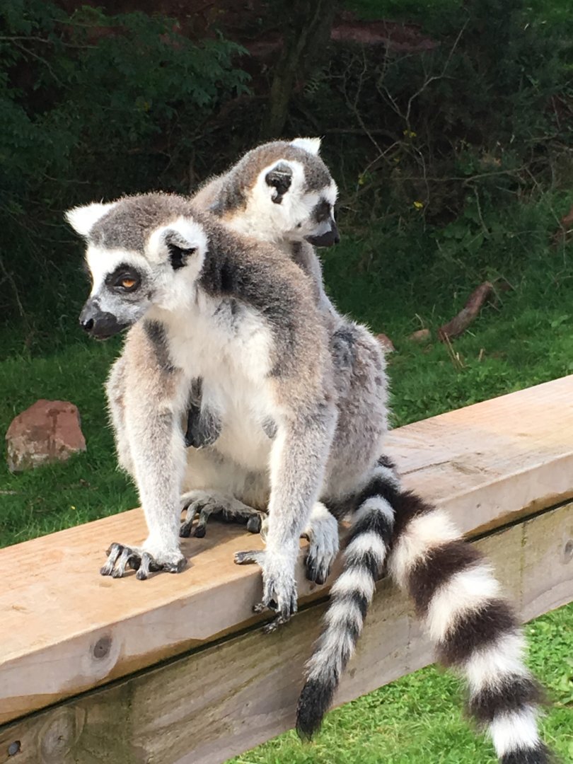 Ring-tailed lemurs 020817