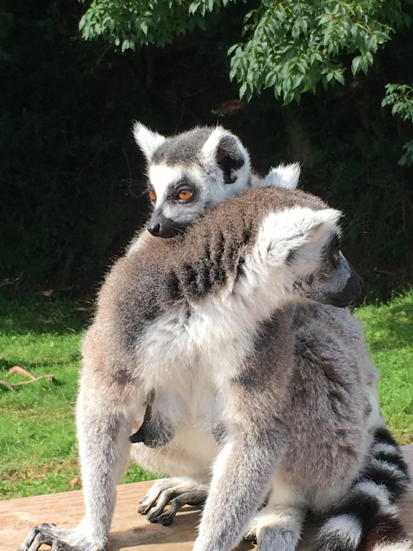 Ring-tailed lemurs 020817