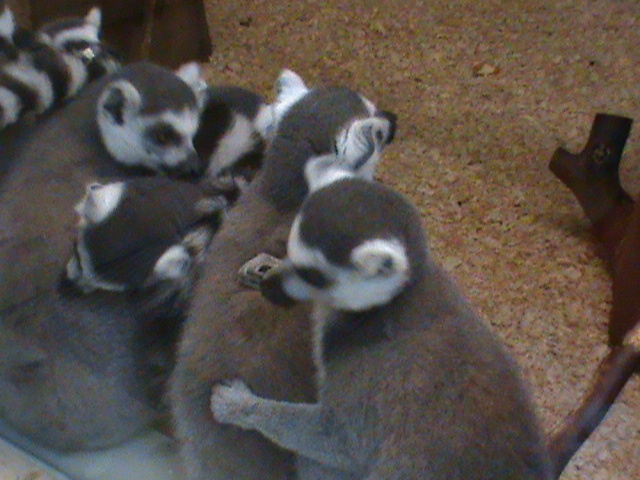 ring-tailed lemurs 07/10