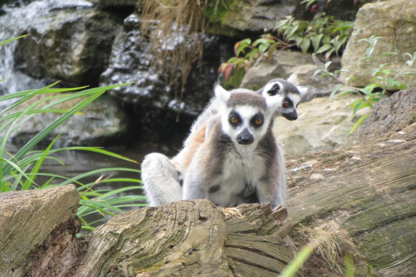 Ring-tailed Lemurs 08/14