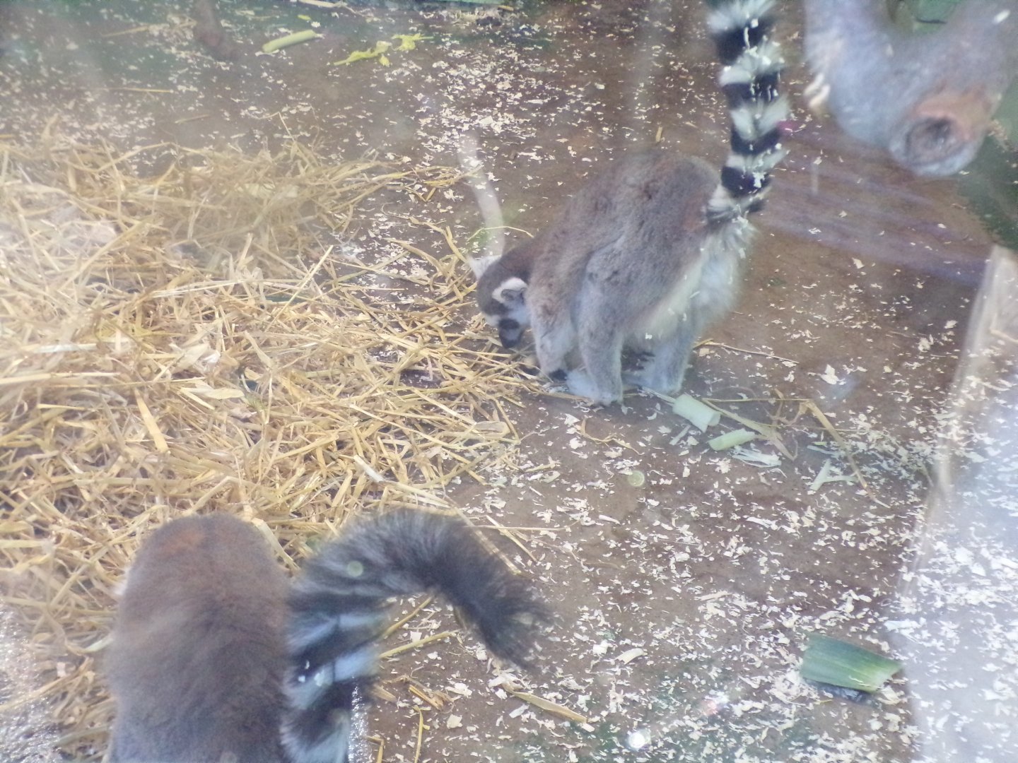 Ring-tailed lemurs 1.1.24