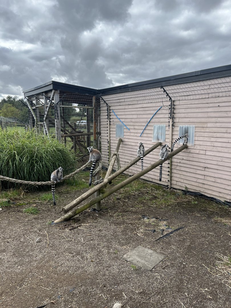 Ring-tailed lemurs 1.9.25