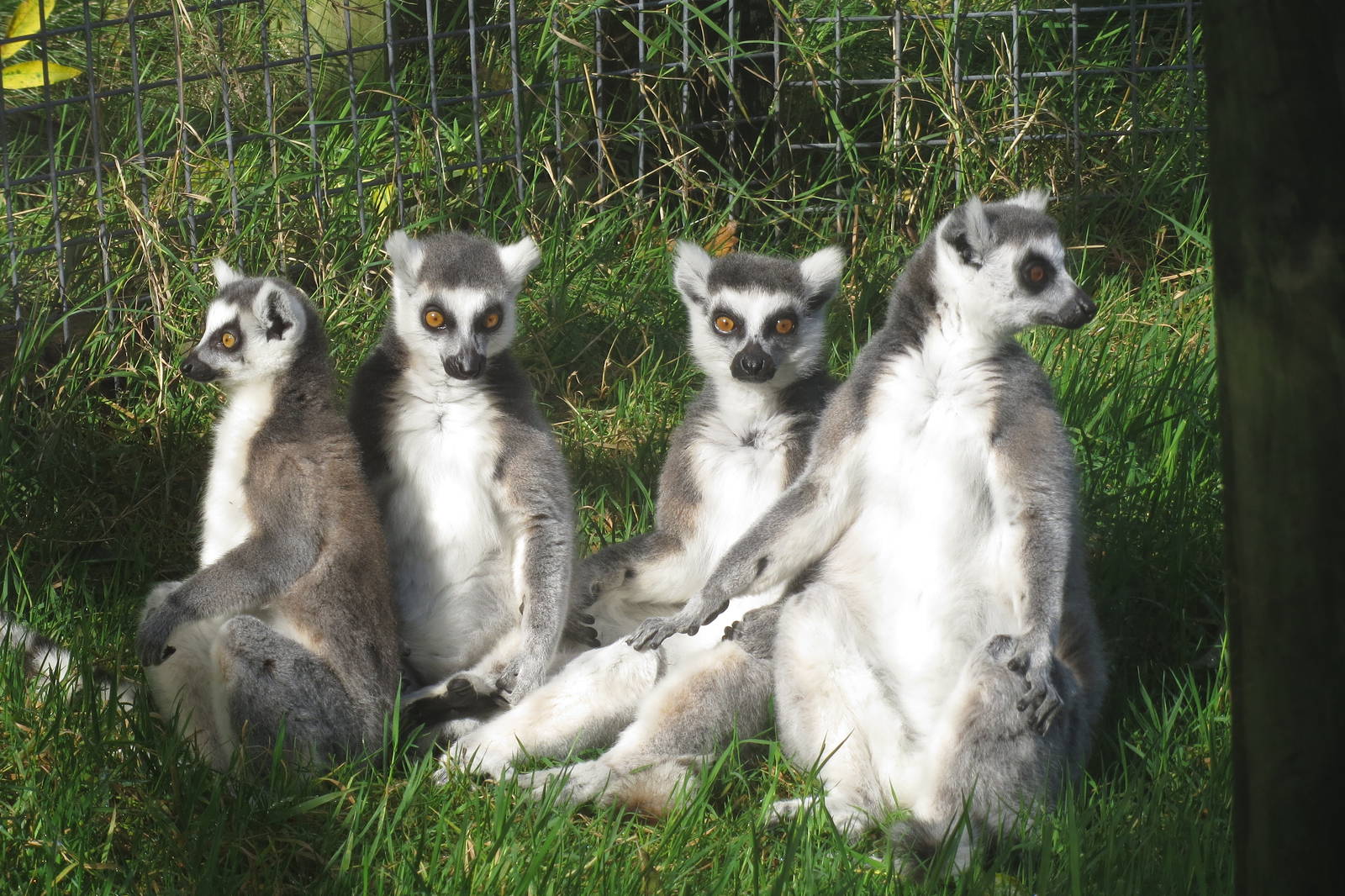 Ring-tailed Lemurs 10/14