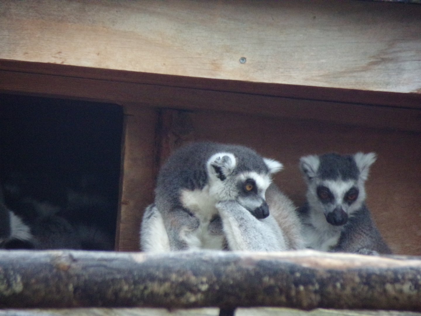 Ring-tailed lemurs 11.2.25