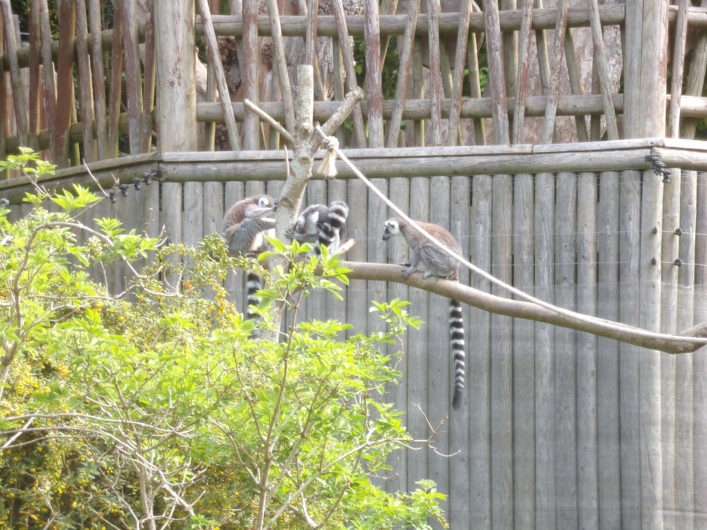 Ring-tailed lemurs 11.5.24