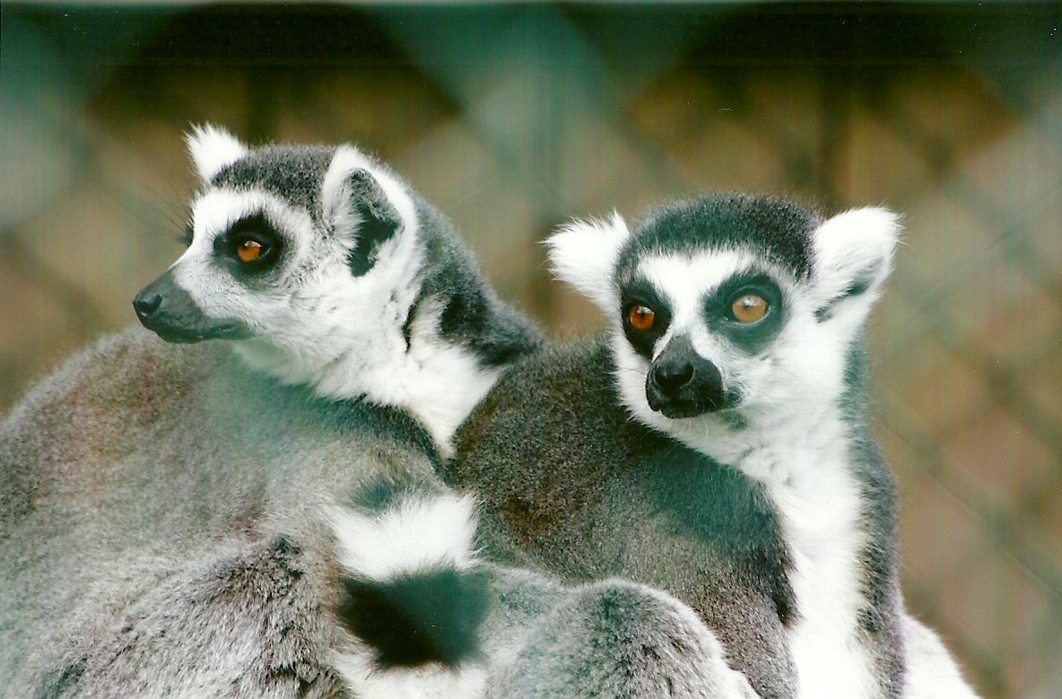 Ring-tailed Lemurs 11th September 2012