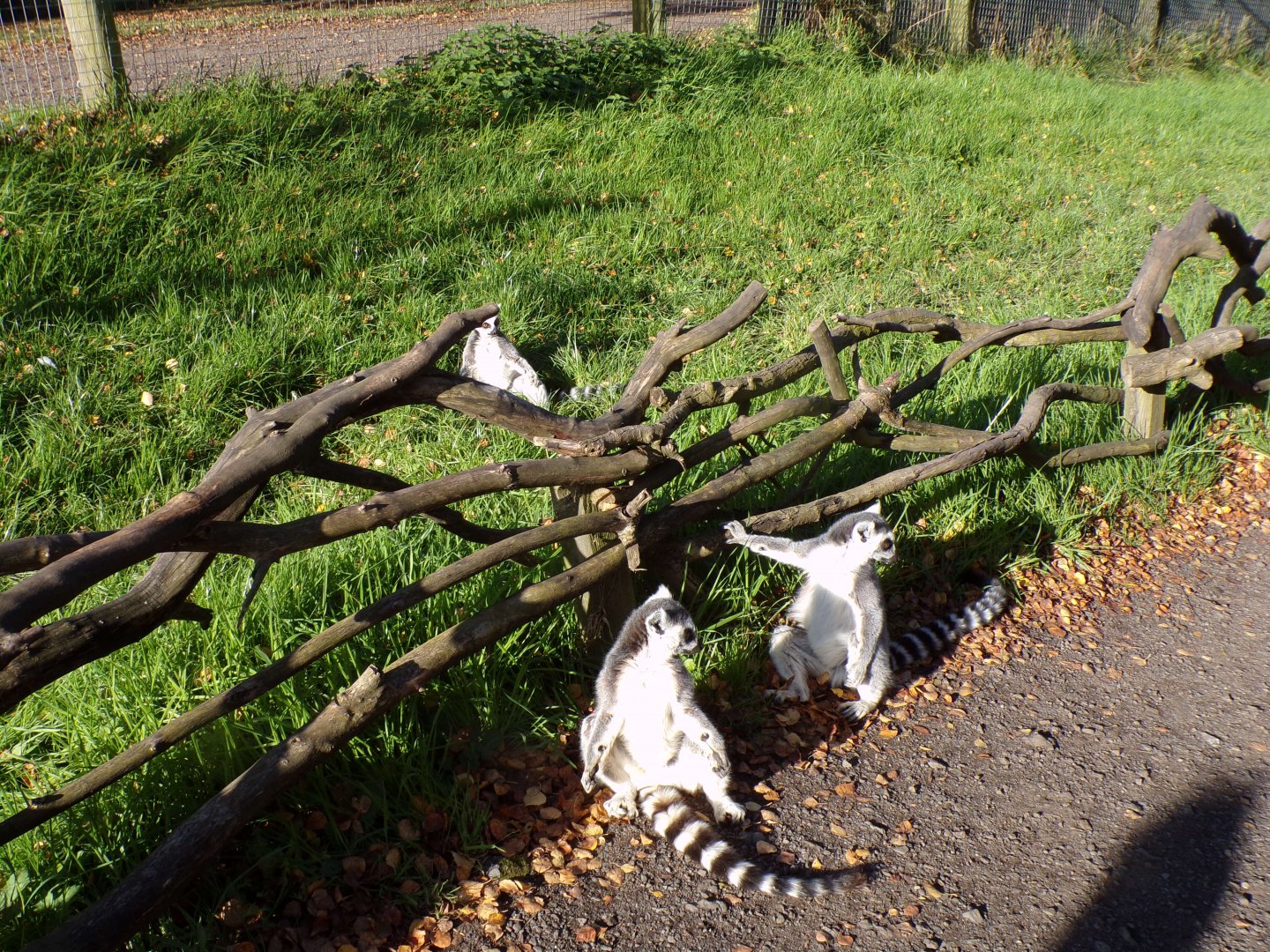 Ring-tailed lemurs 14.10.23