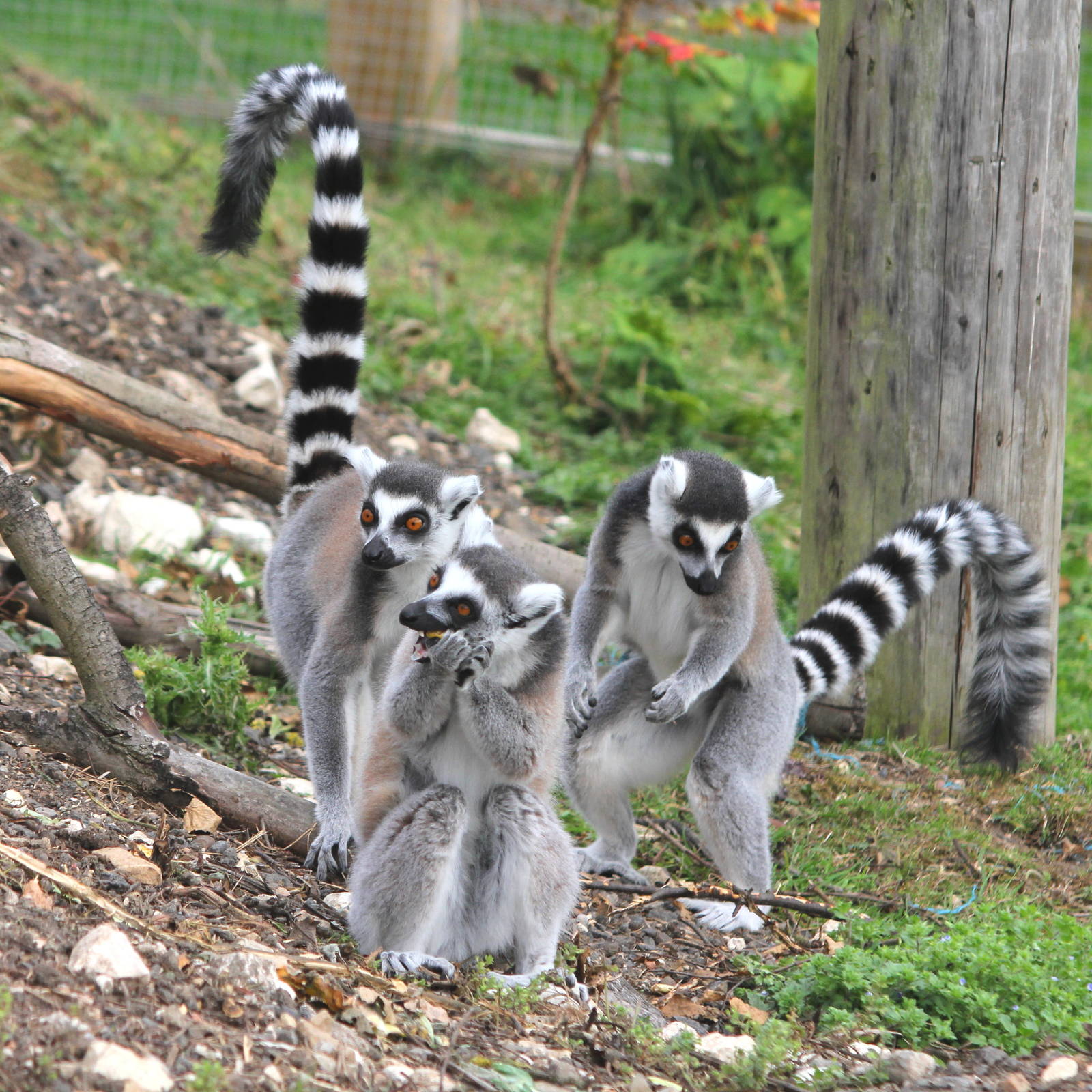 Ring-tailed Lemurs 15-8-14