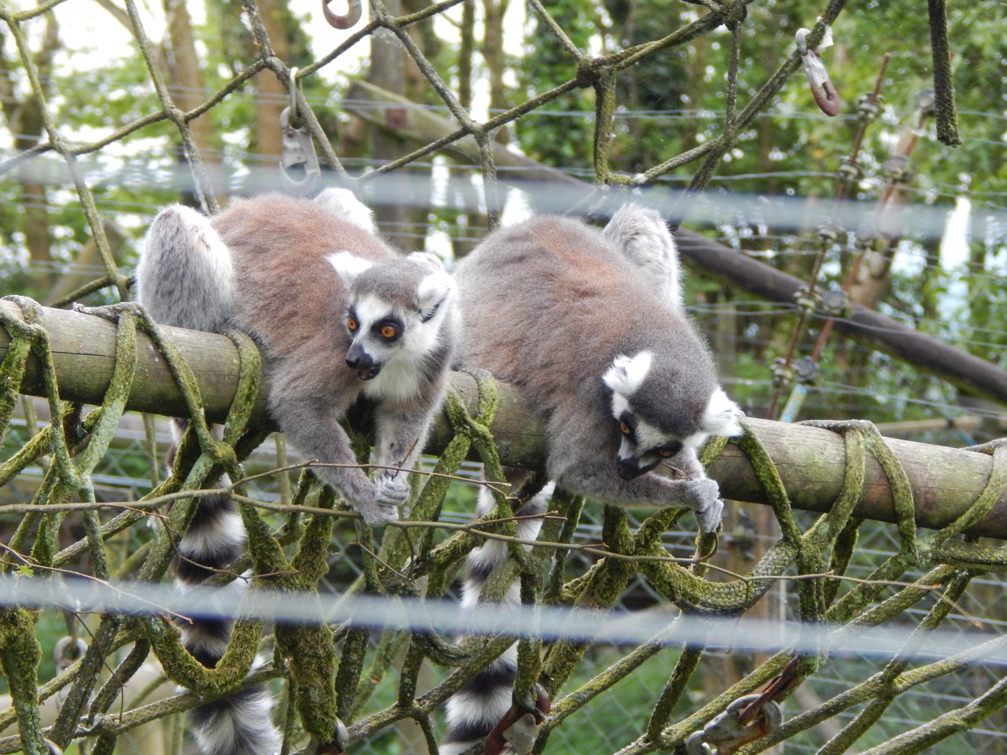 Ring-tailed lemurs 150522