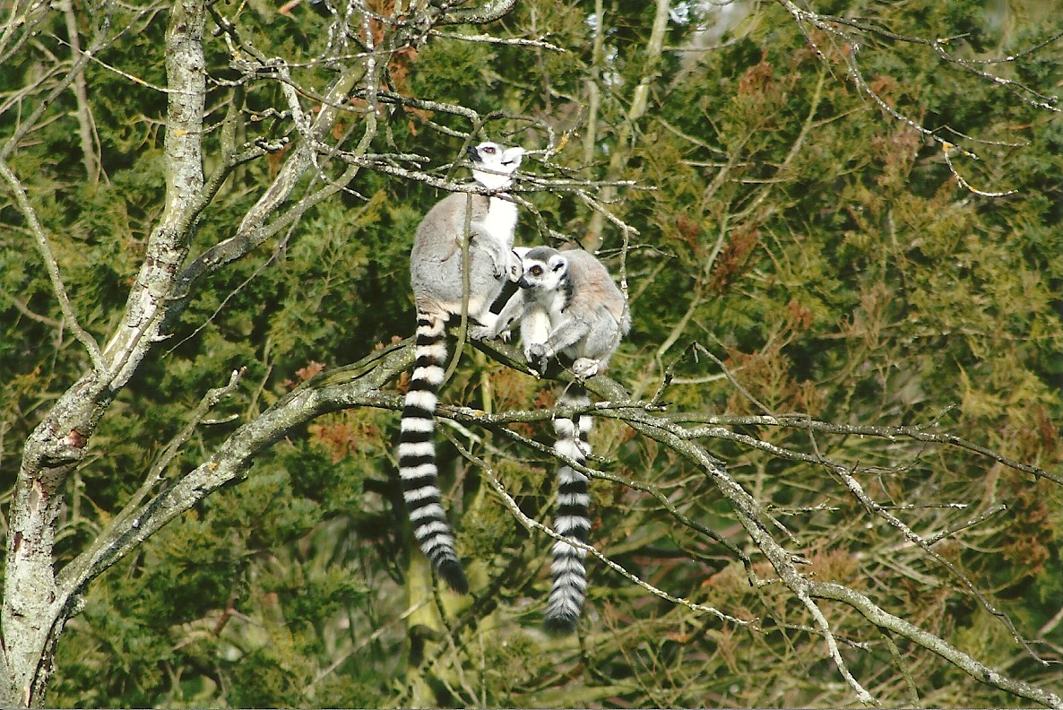 Ring-tailed Lemurs, 17th February 2012