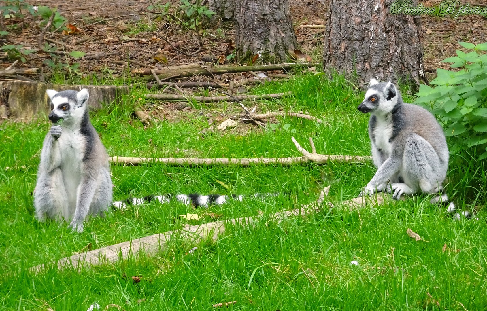 Ring Tailed Lemurs 18 October 2025