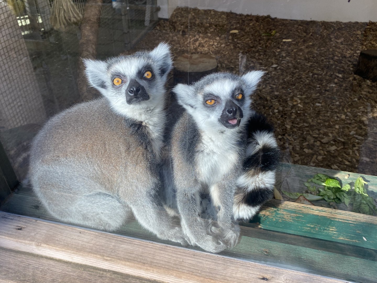Ring-tailed lemurs 190325