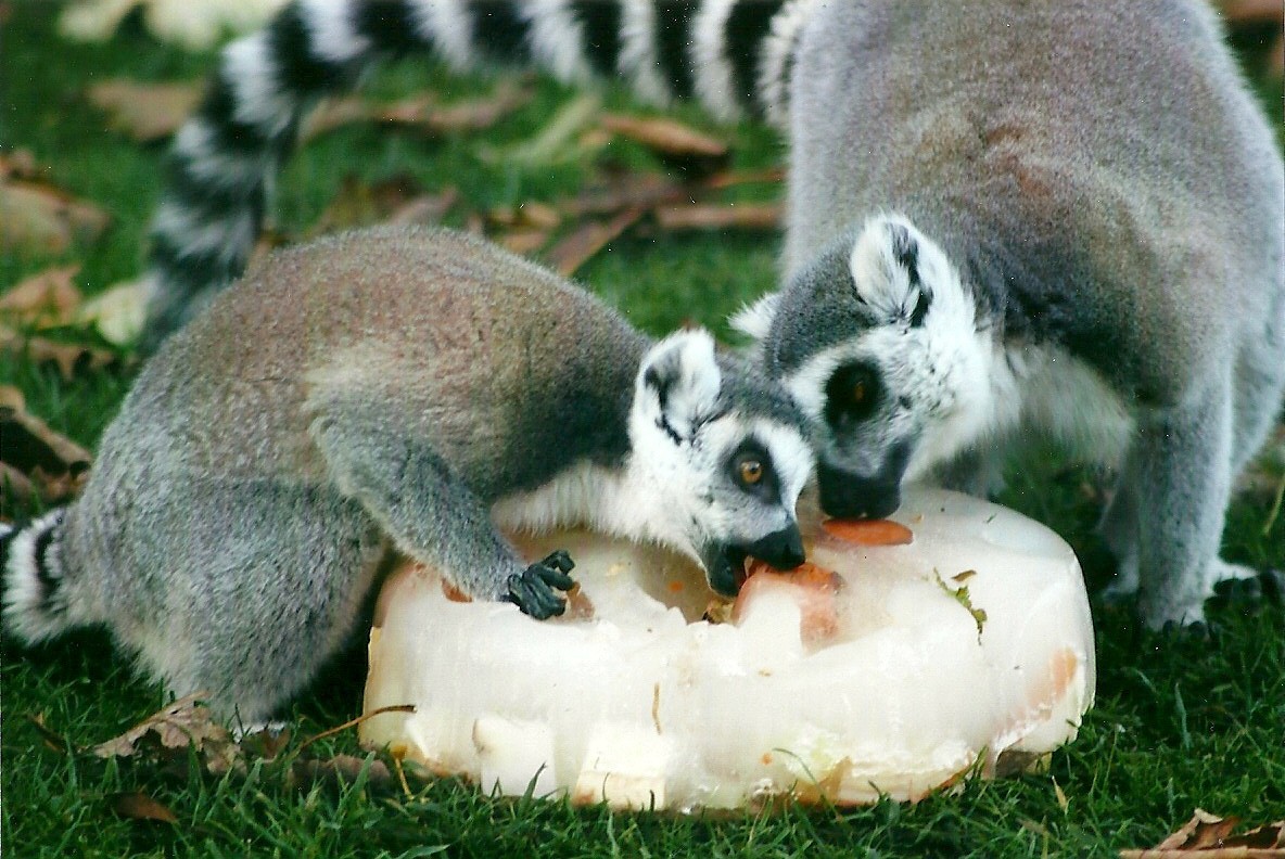 Ring-tailed Lemurs 1st November 2012