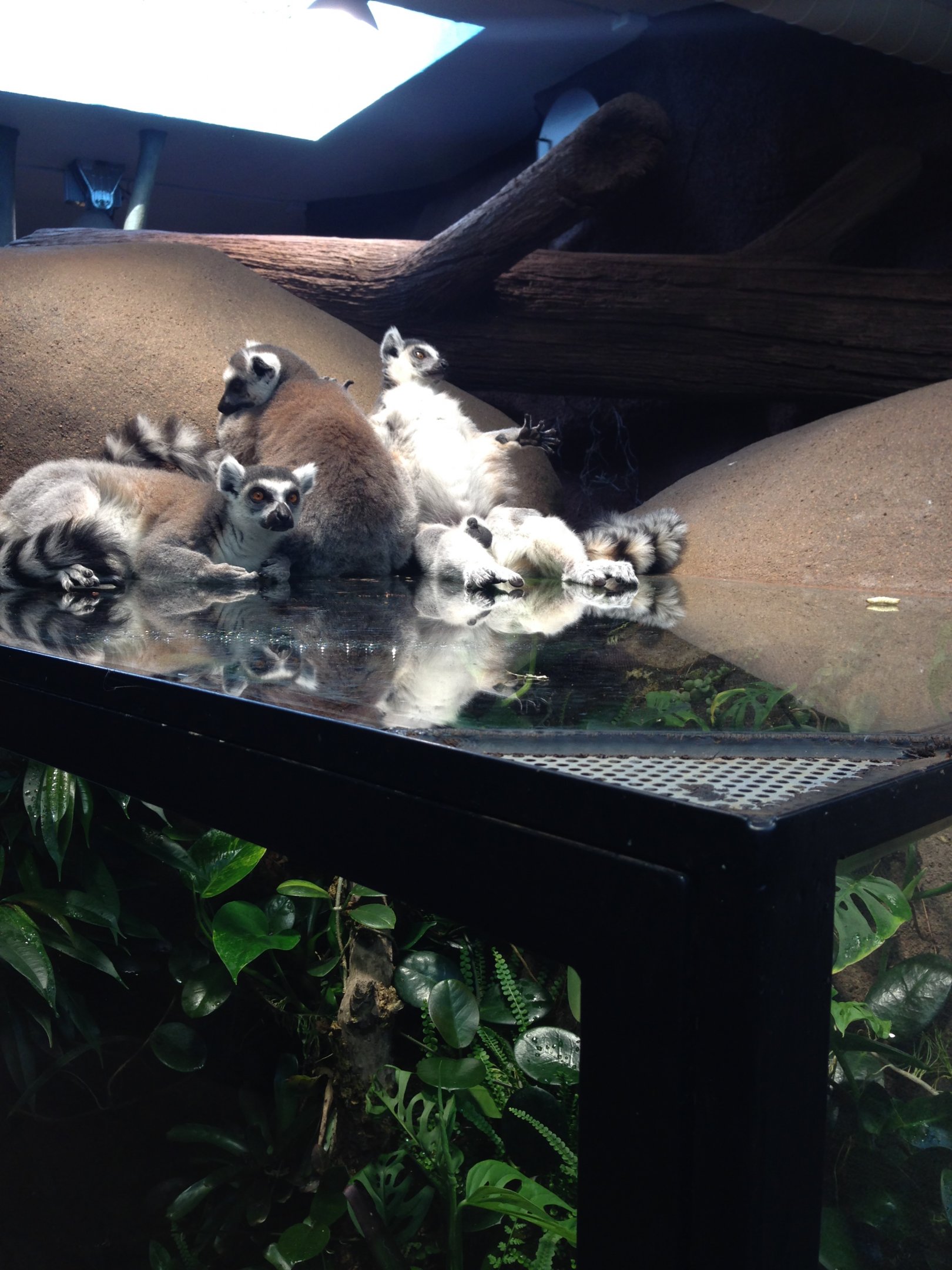 Ring tailed lemurs 2016