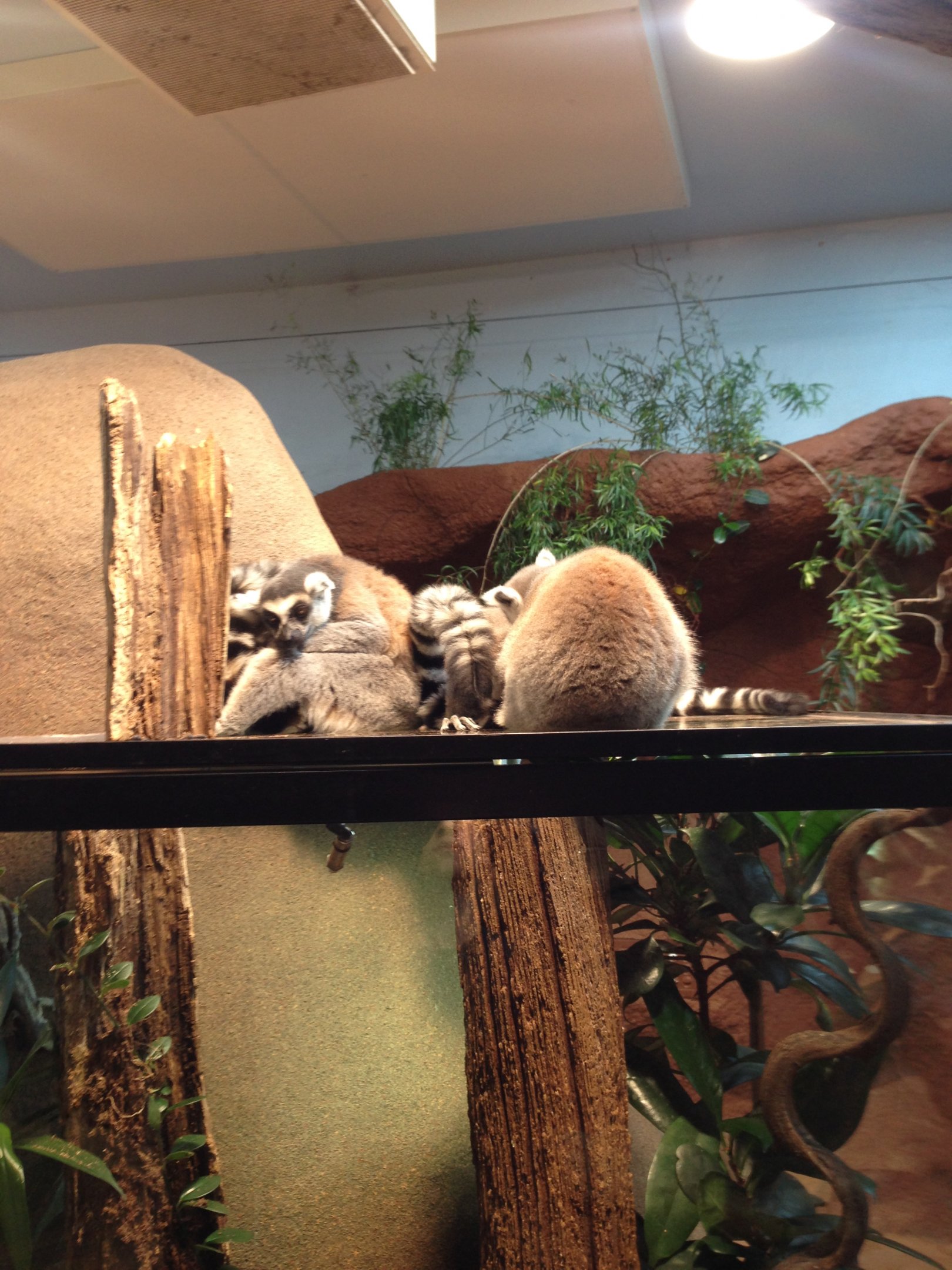 Ring tailed lemurs 2016