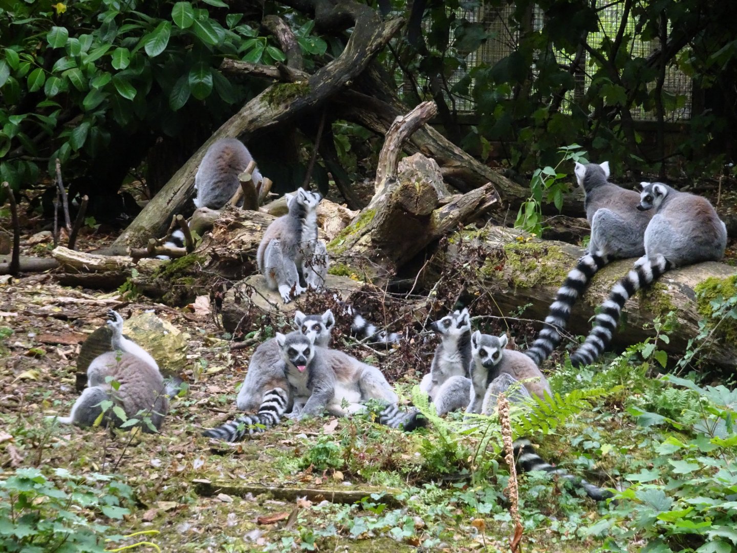Ring Tailed Lemurs 23 August 2025