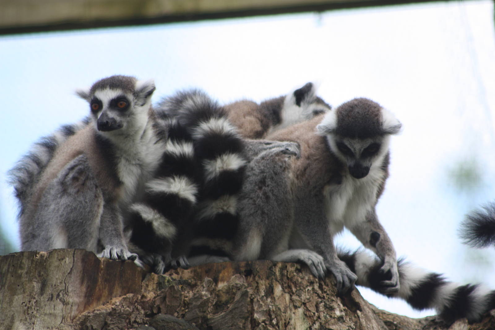 Ring-tailed Lemurs, 24th May 2014