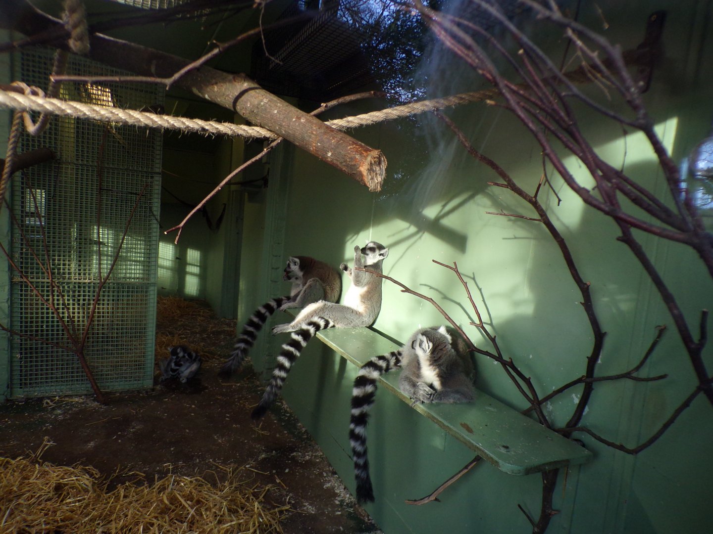 Ring-tailed lemurs 27.12.24