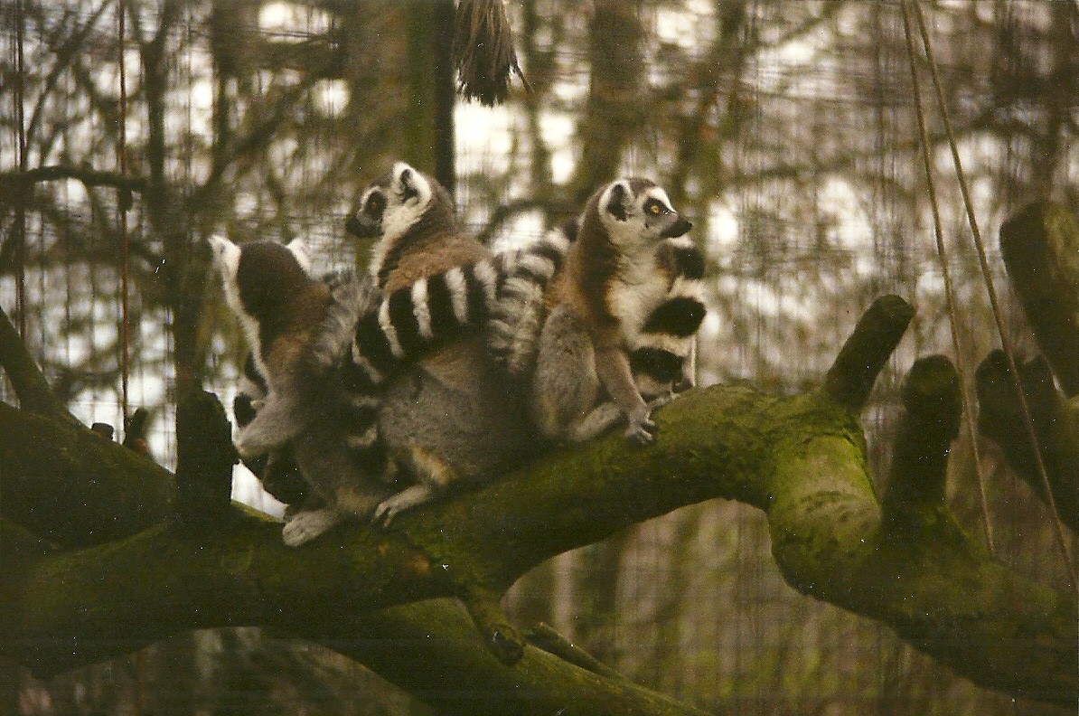 Ring-tailed Lemurs 27th March 1999