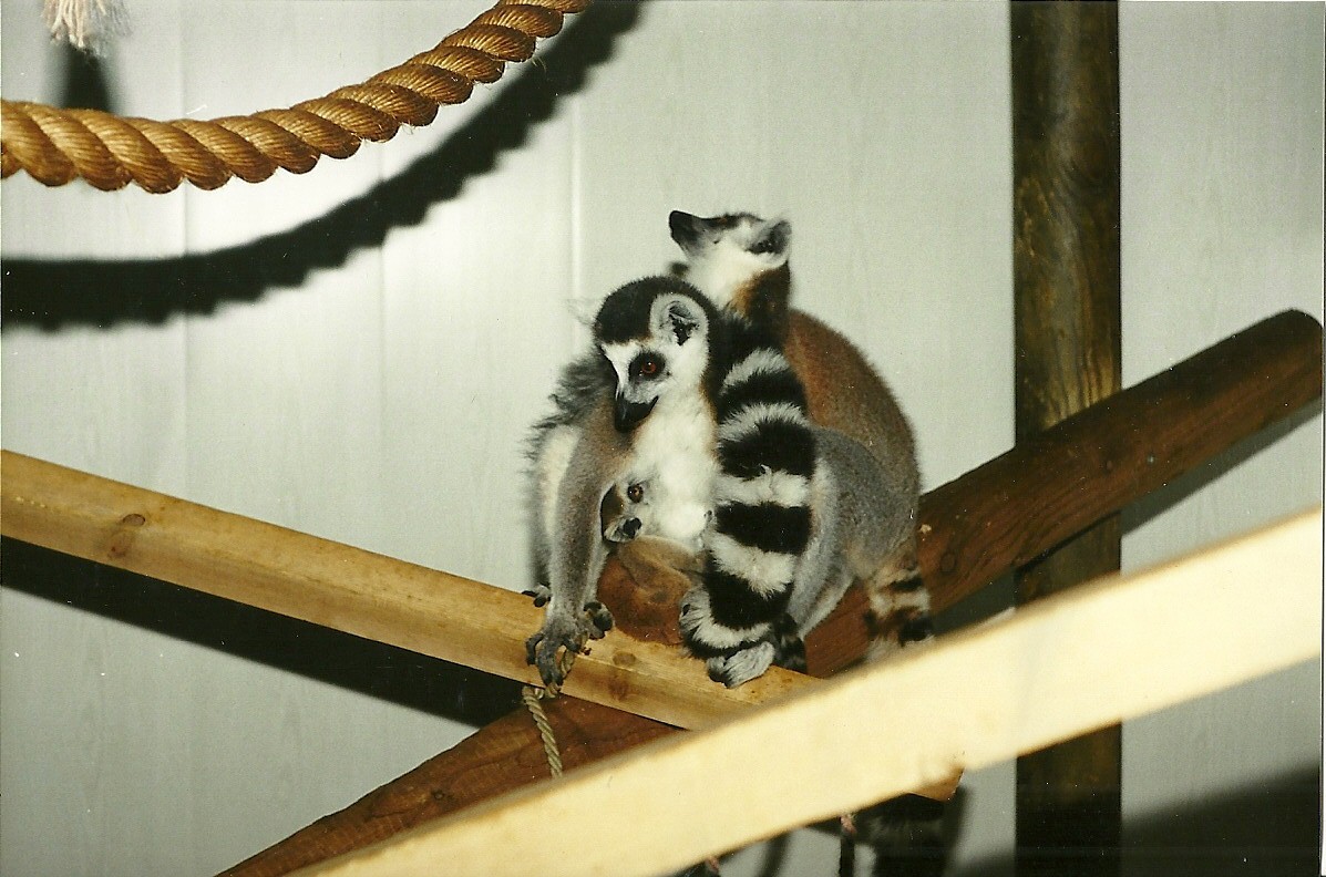 Ring-tailed Lemurs 2nd April 1999